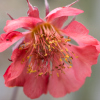 Geum rivale Leonards Form - Abriachan Nurseries, the Garden On Loch Ness